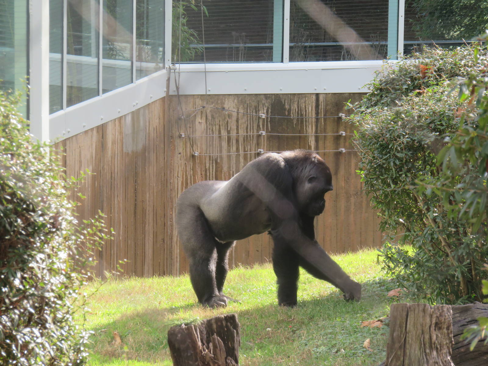 Great Ape House - Western Lowland Gorilla