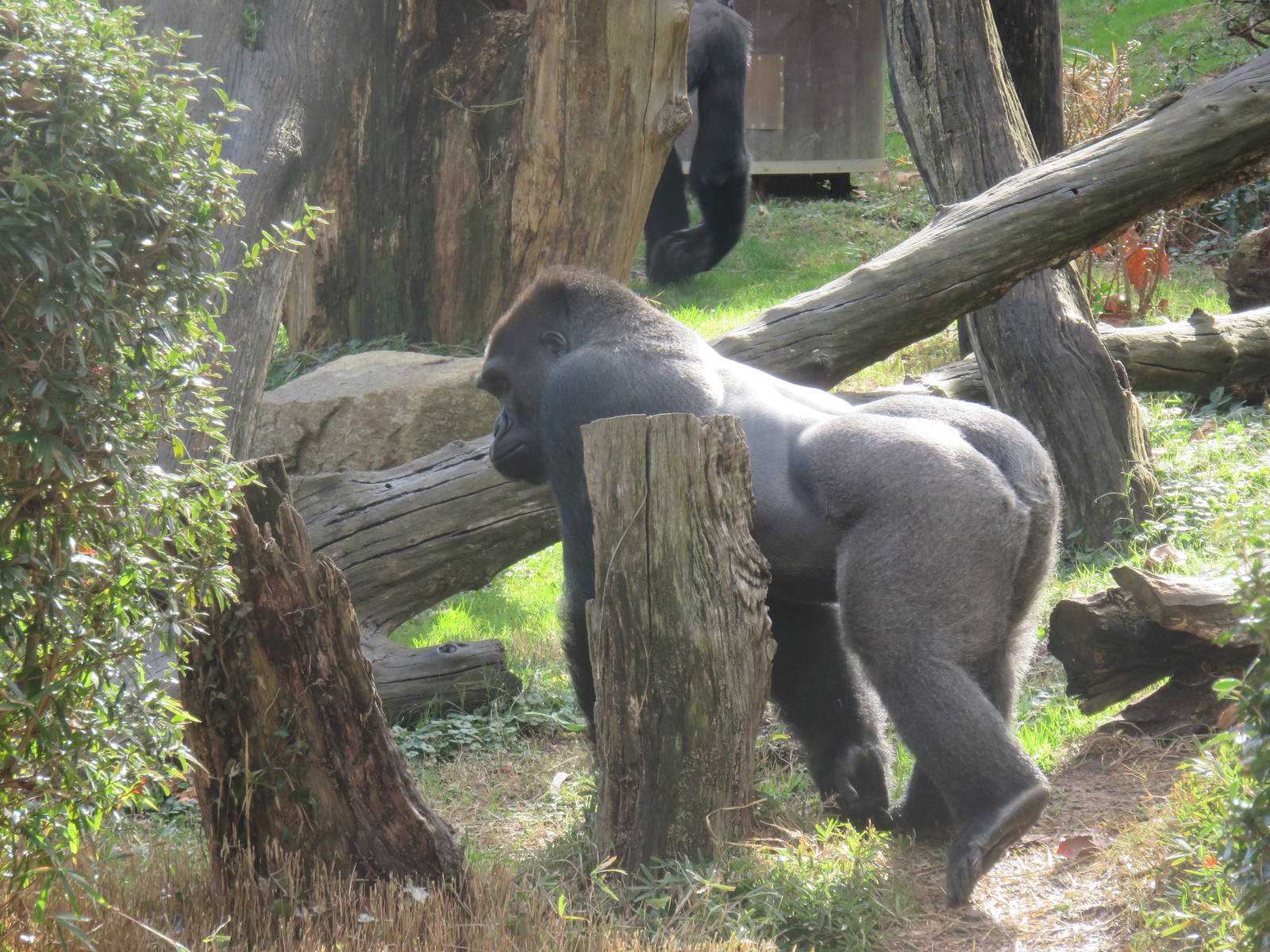 Great Ape House - Western Lowland Gorilla