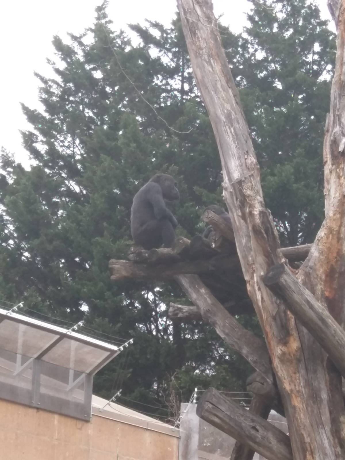 Great Ape House - Western Lowland Gorilla