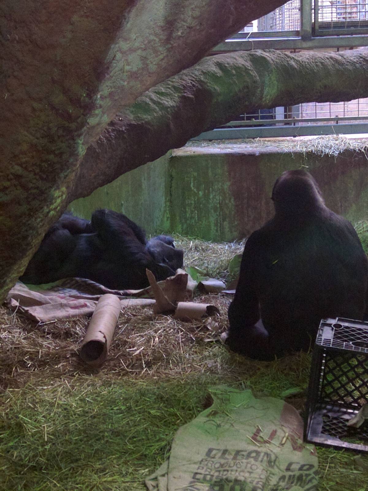 Great Ape House - Western Lowland Gorilla