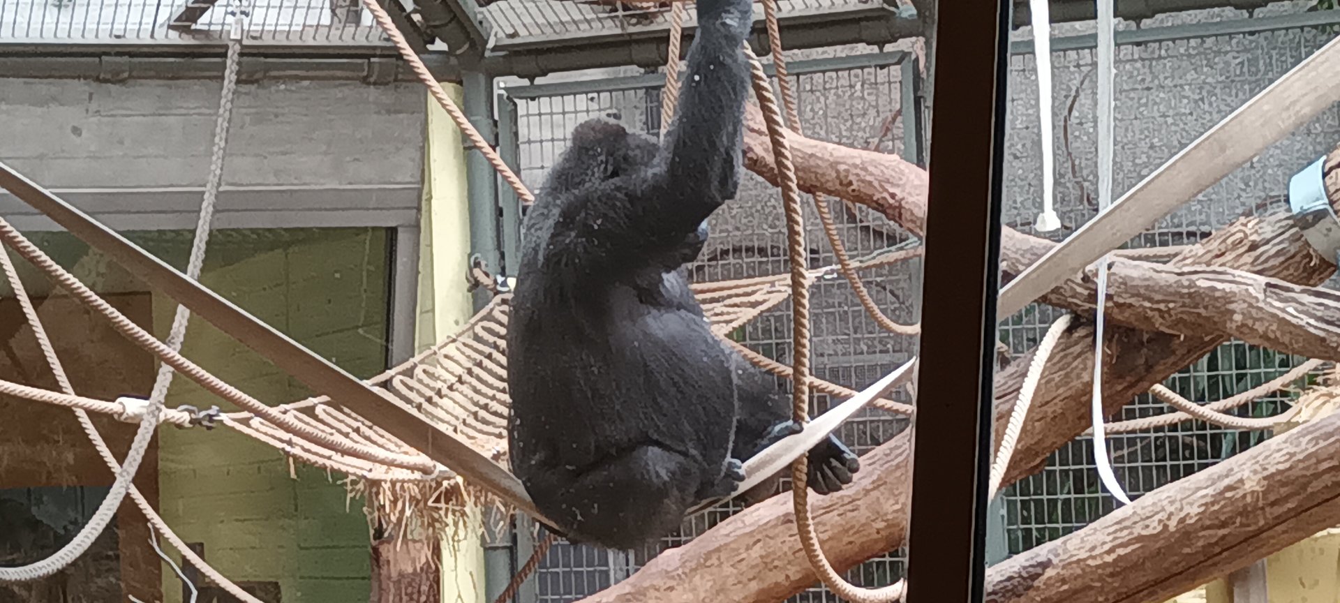 Great Ape House Western lowland Gorilla