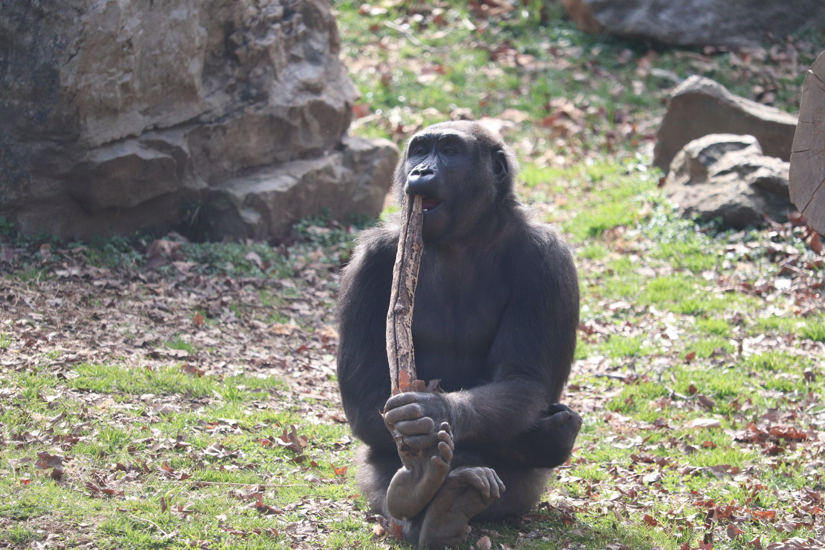 Great Ape House - Western Lowland Gorilla