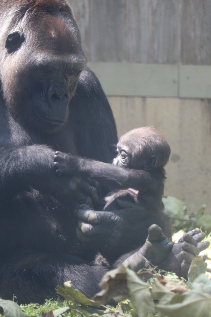 Great Ape House - Western Lowland Gorillas - Zahra & Calaya