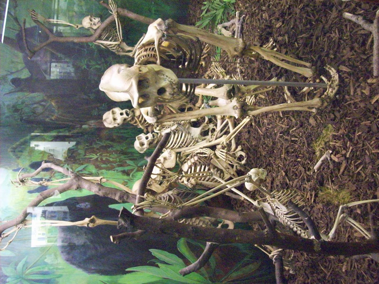 Great ape skeletons