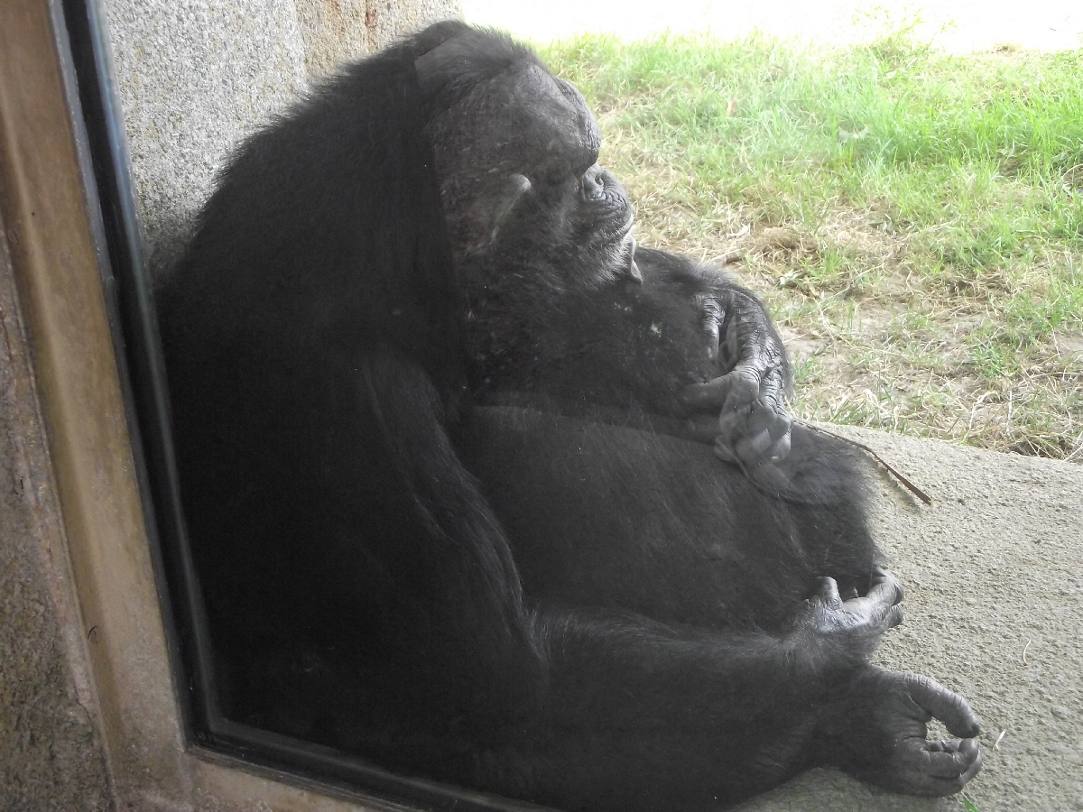Great Ape Viewing Window