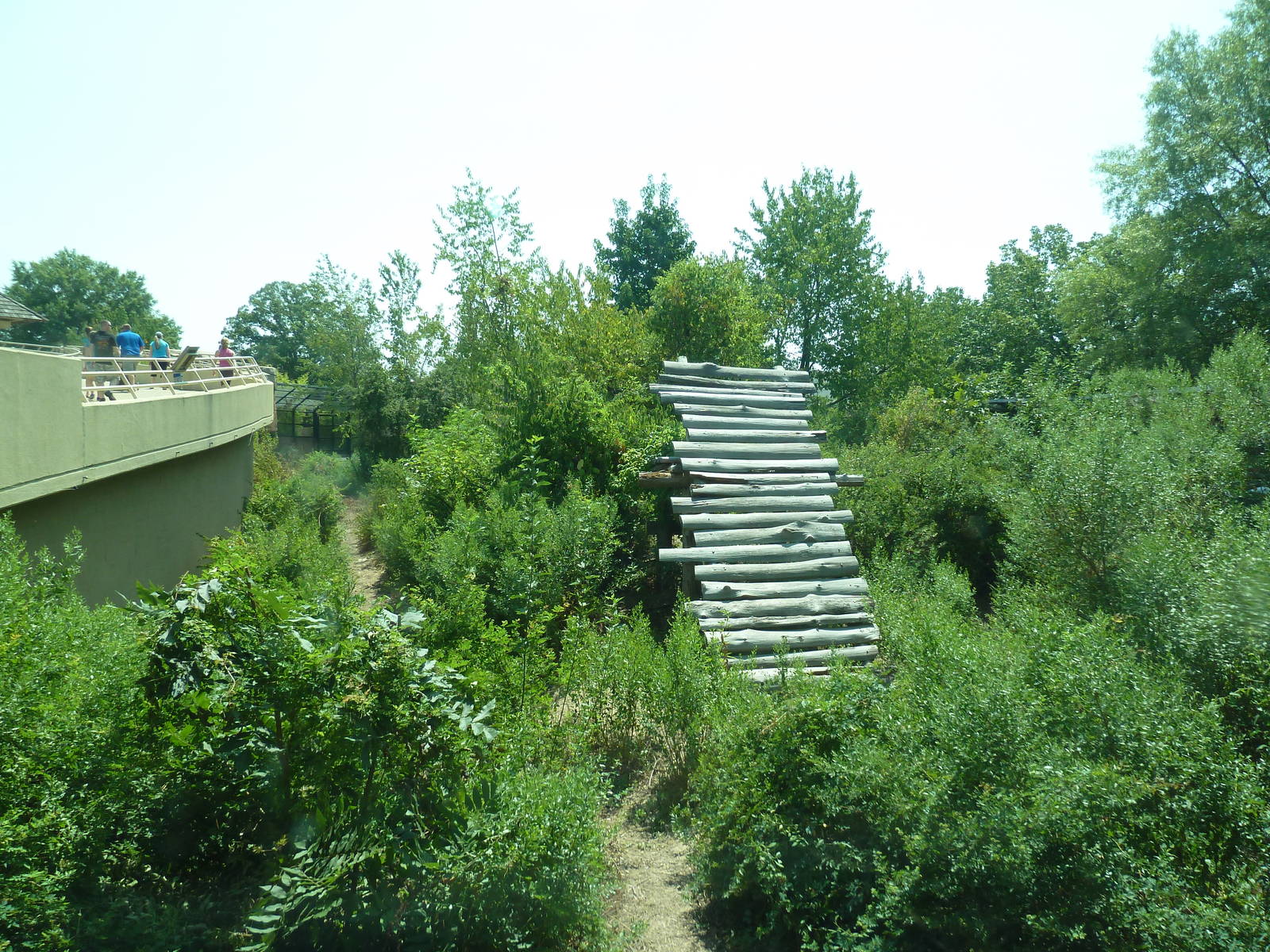 Great Apes - Gorilla Exhibit #1