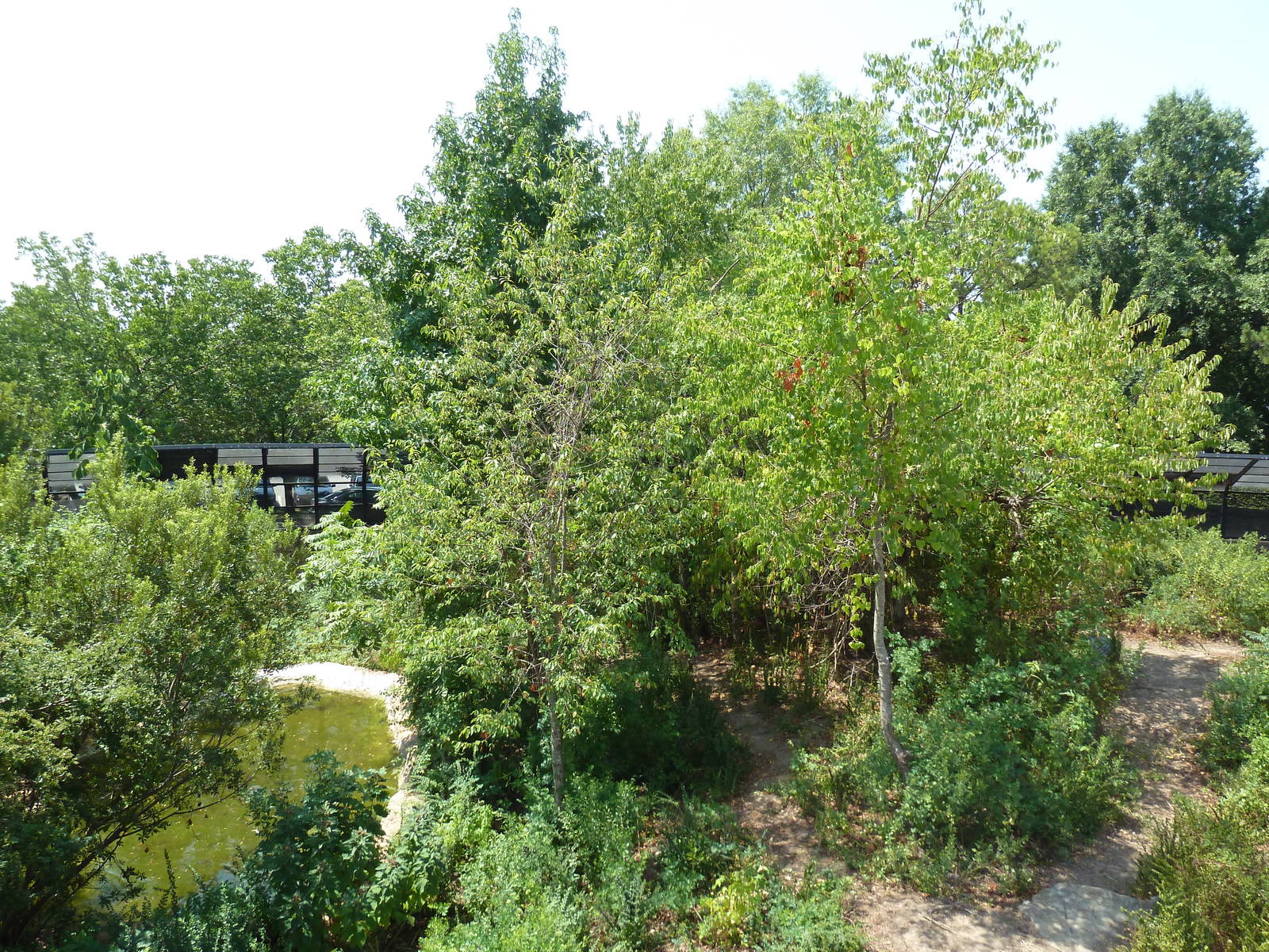 Great Apes - Gorilla Exhibit #1