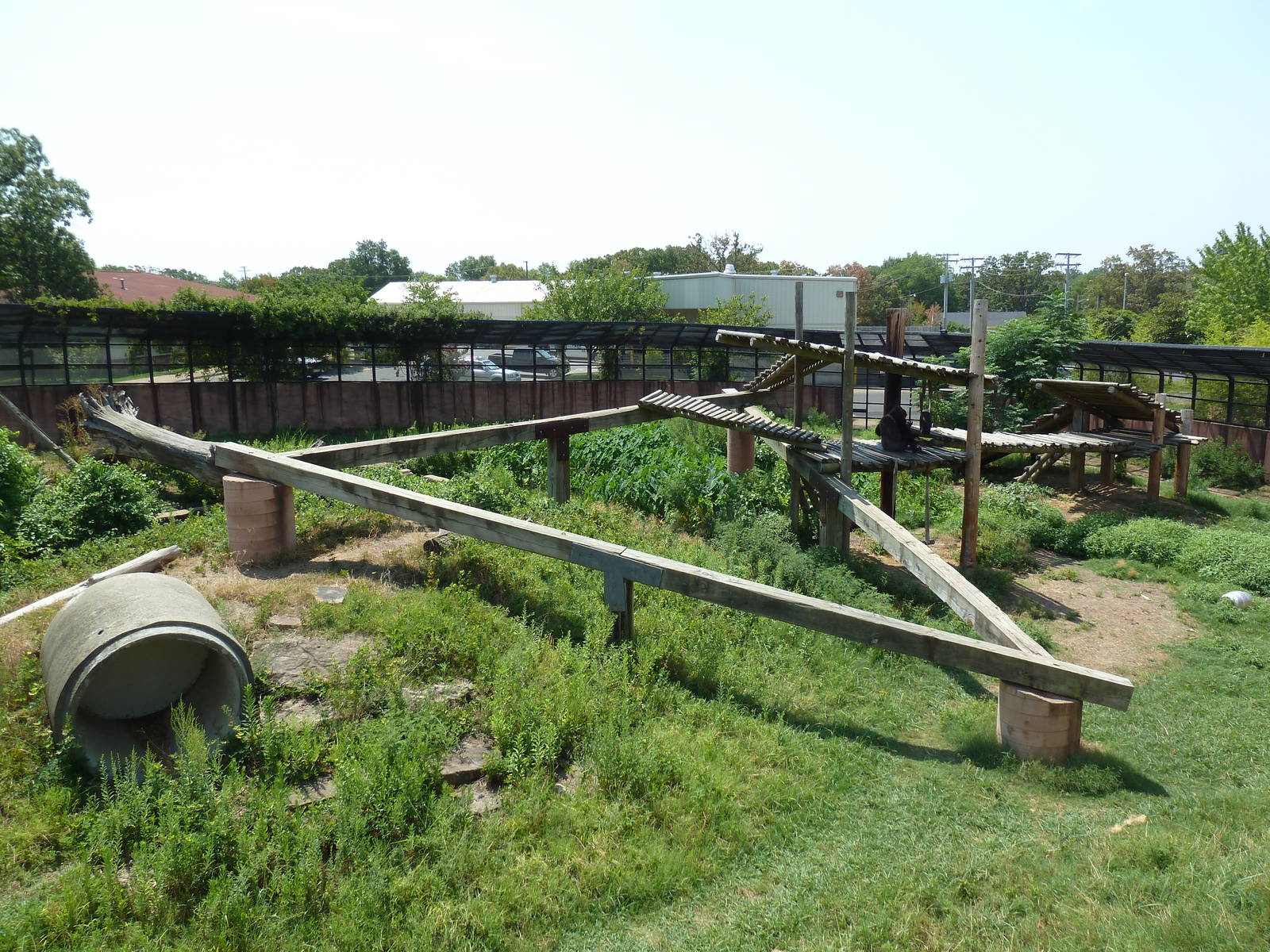 Great Apes - Gorilla Exhibit #2