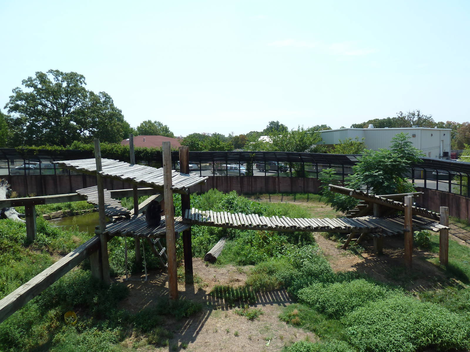 Great Apes - Gorilla Exhibit #2