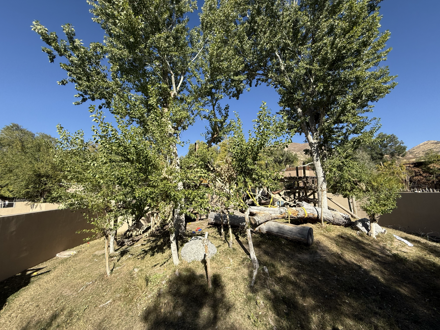 Great Apes - Gorilla Outdoor