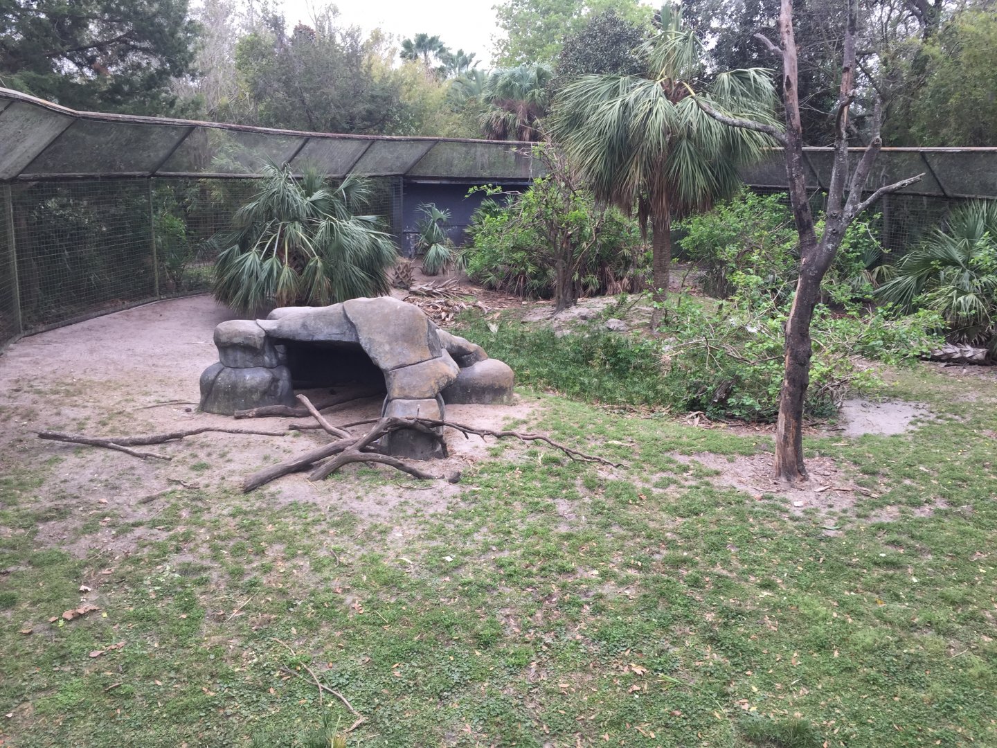 Great Apes- Mandrill