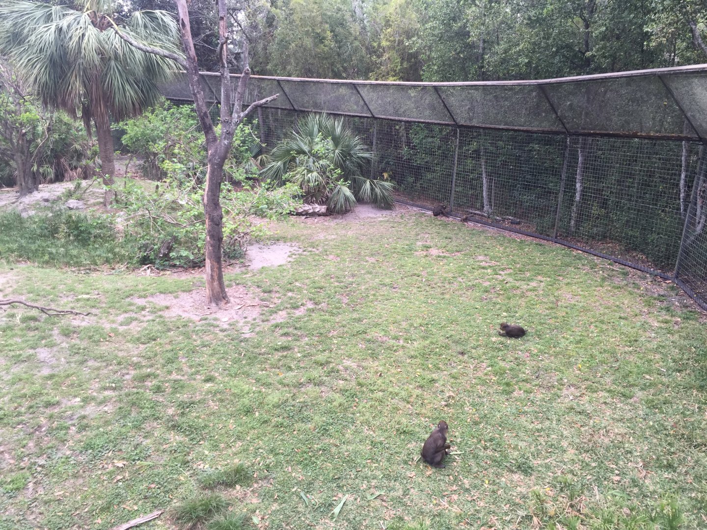 Great Apes- Mandrill