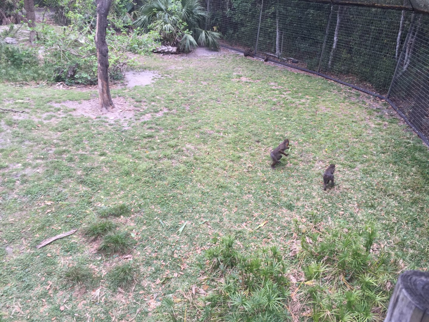 Great Apes- Mandrill