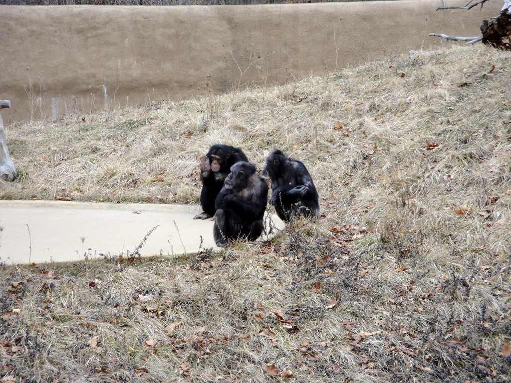 Great Apes of Harambee - Chimpanzees