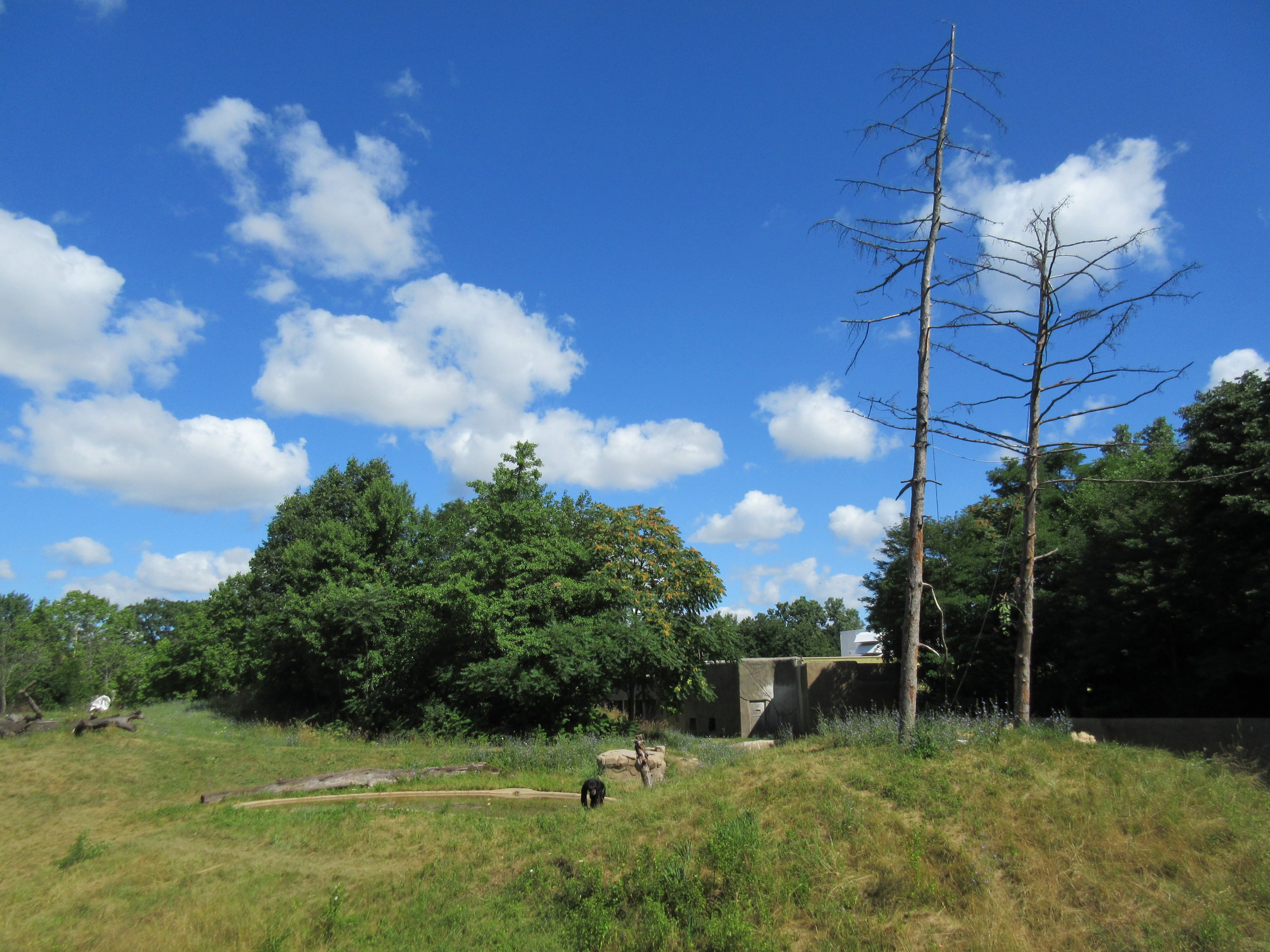 Great Apes of Harambee - Chimpanzees