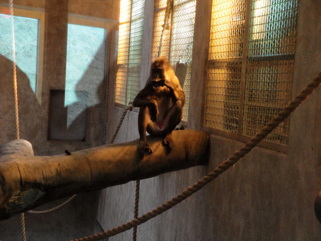 Great Apes of Harambee - Drill