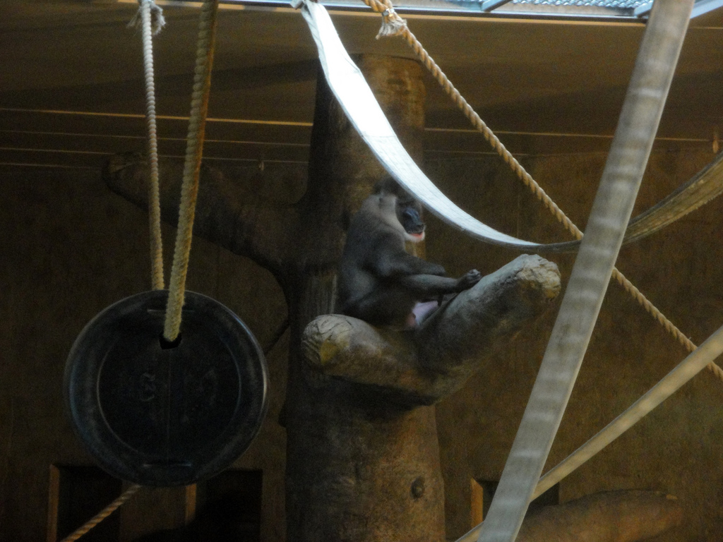 Great Apes of Harambee - Drill