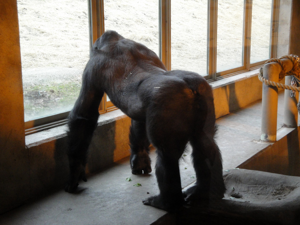 Great Apes of Harambee - Gorilla