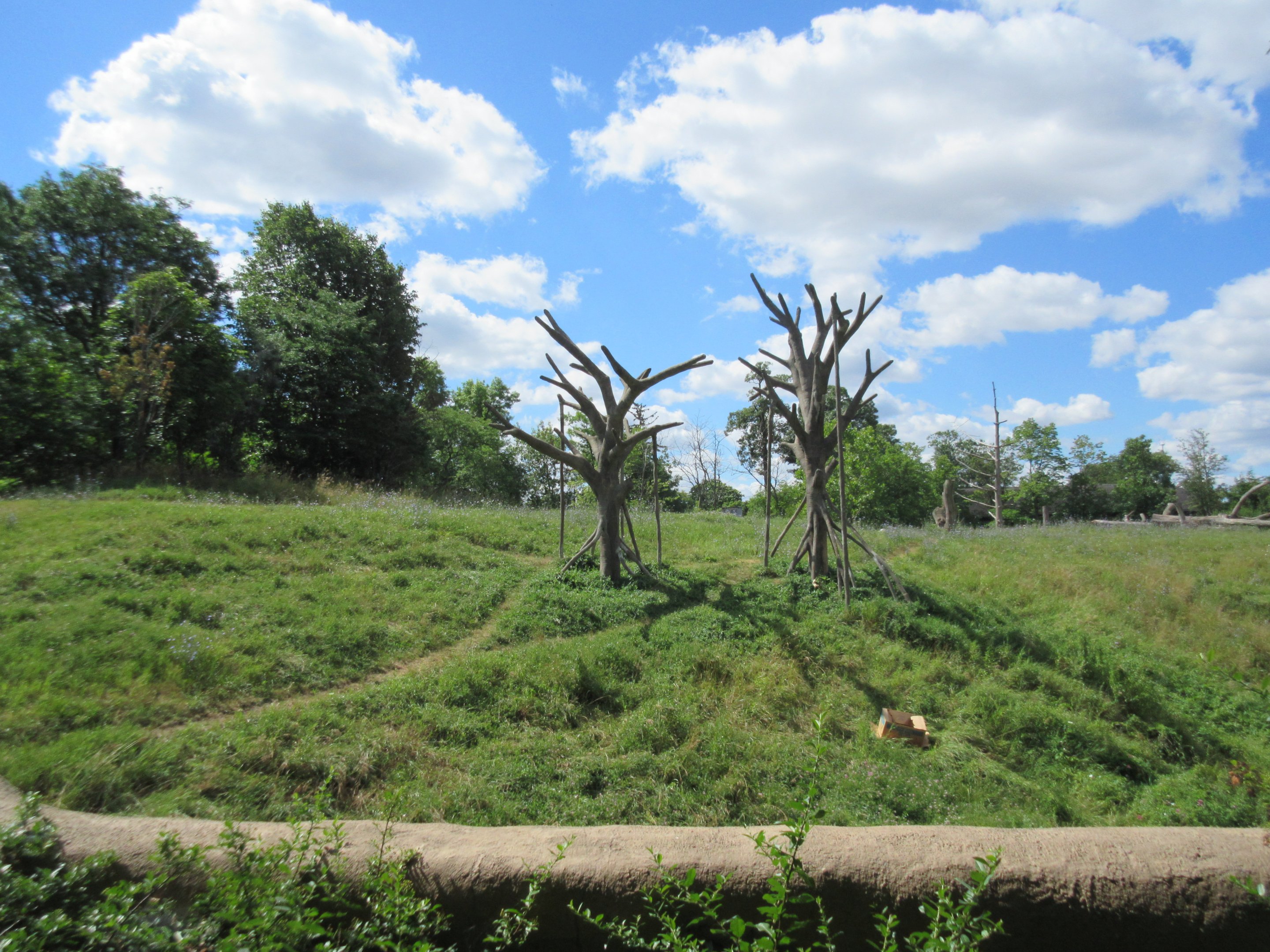 Great Apes of Harambee (Gorillas + Chimps)