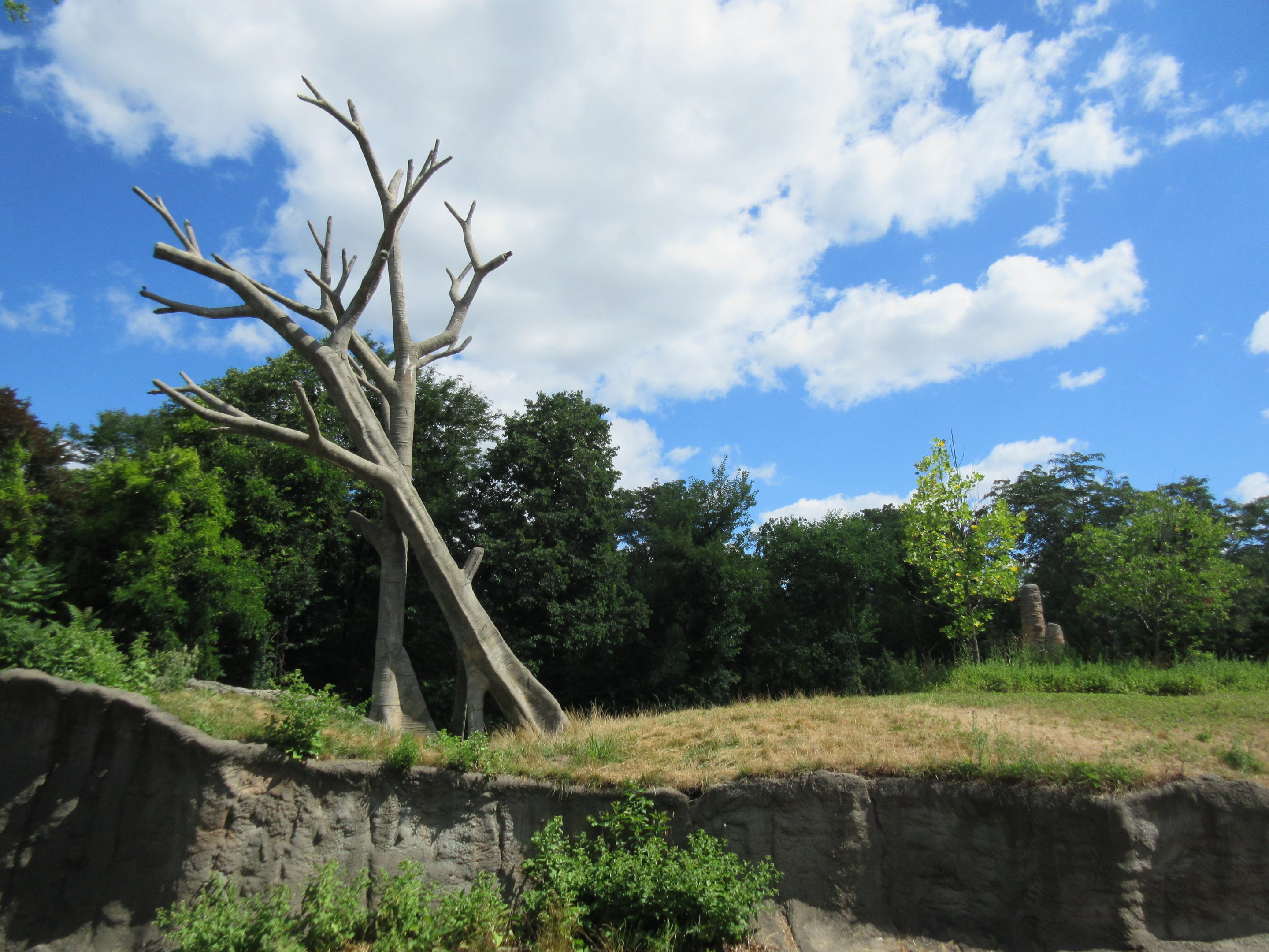 Great Apes of Harambee (Gorillas + Chimps)