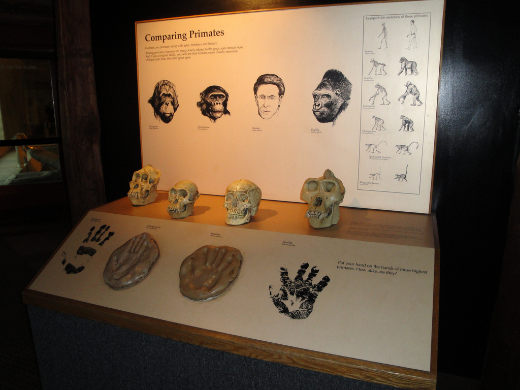 Great Apes of Harambee - Great Ape Graphic