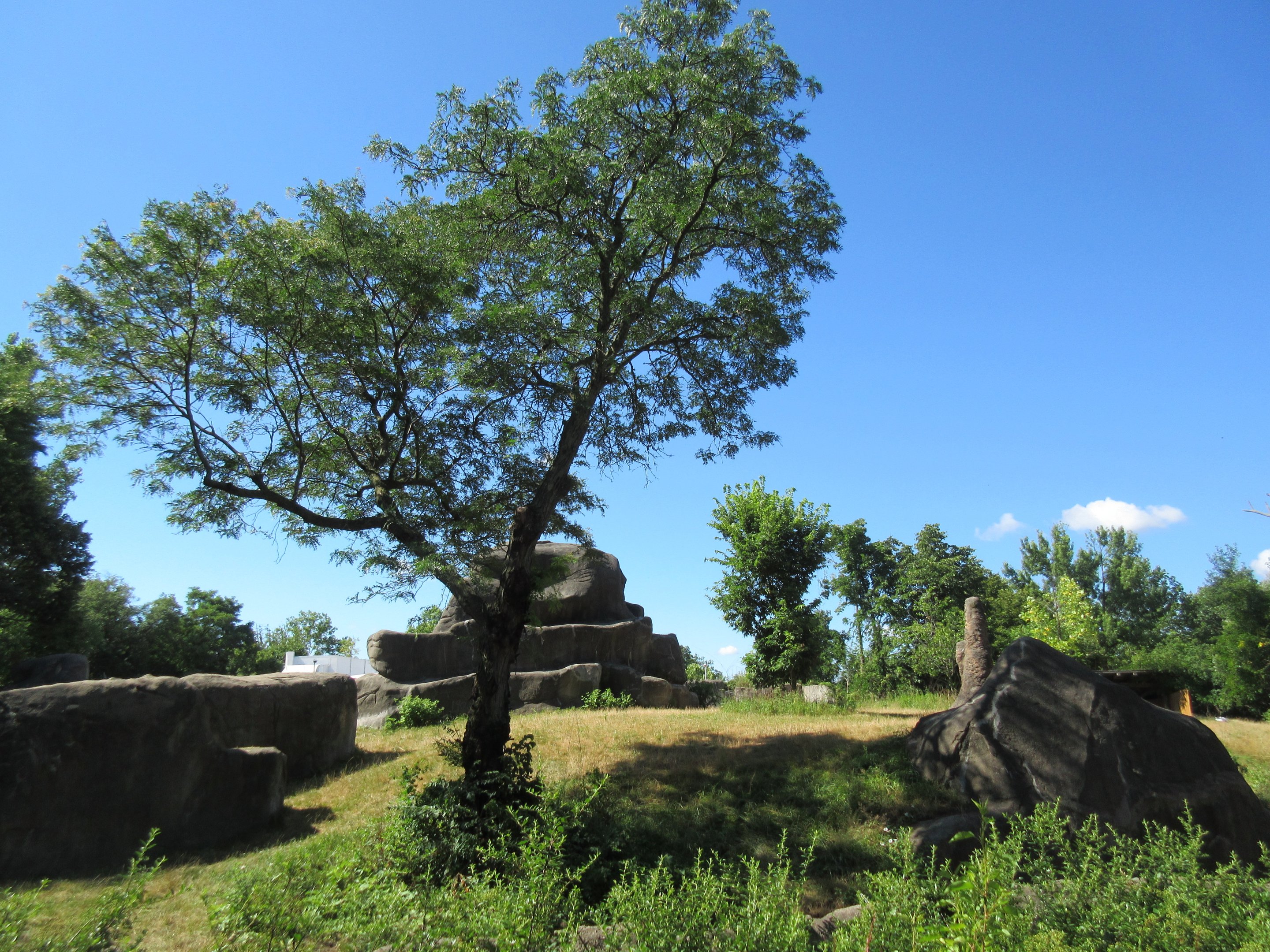 Great Apes of Harambee