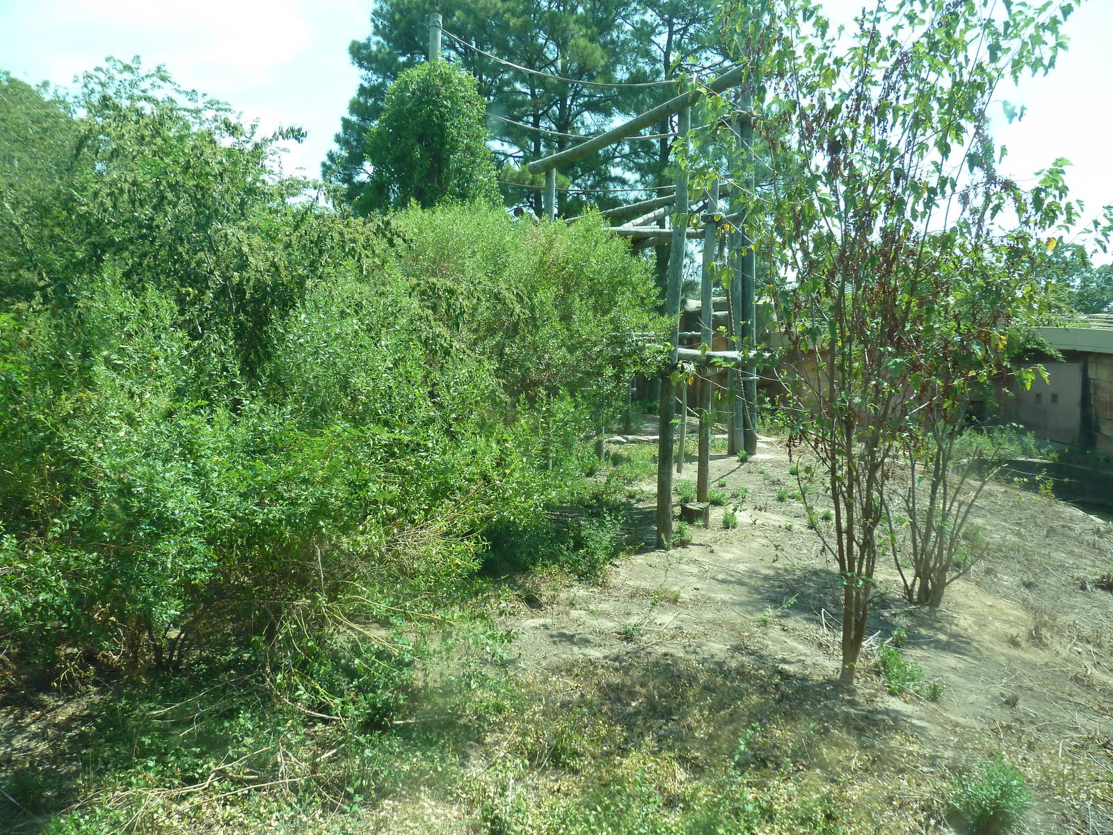 Great Apes - Orangutan Exhibit