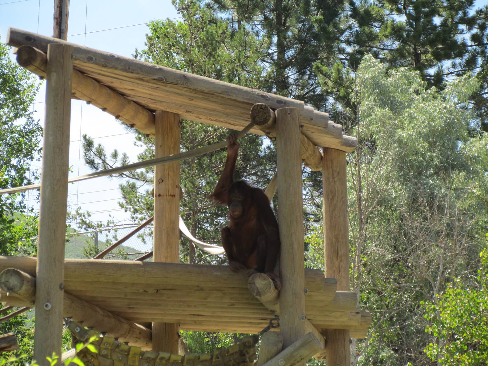 Great Apes - Orangutan