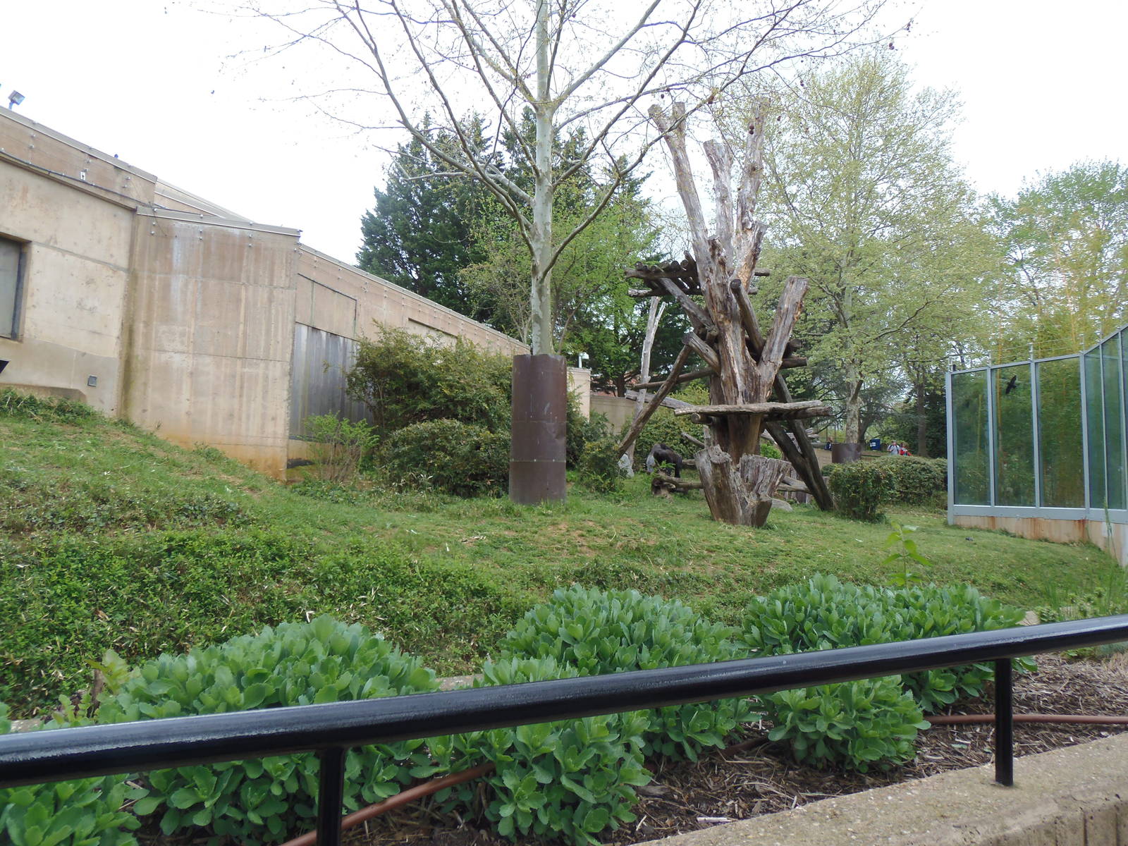Great Apes- Outdoor Gorilla Exhibit