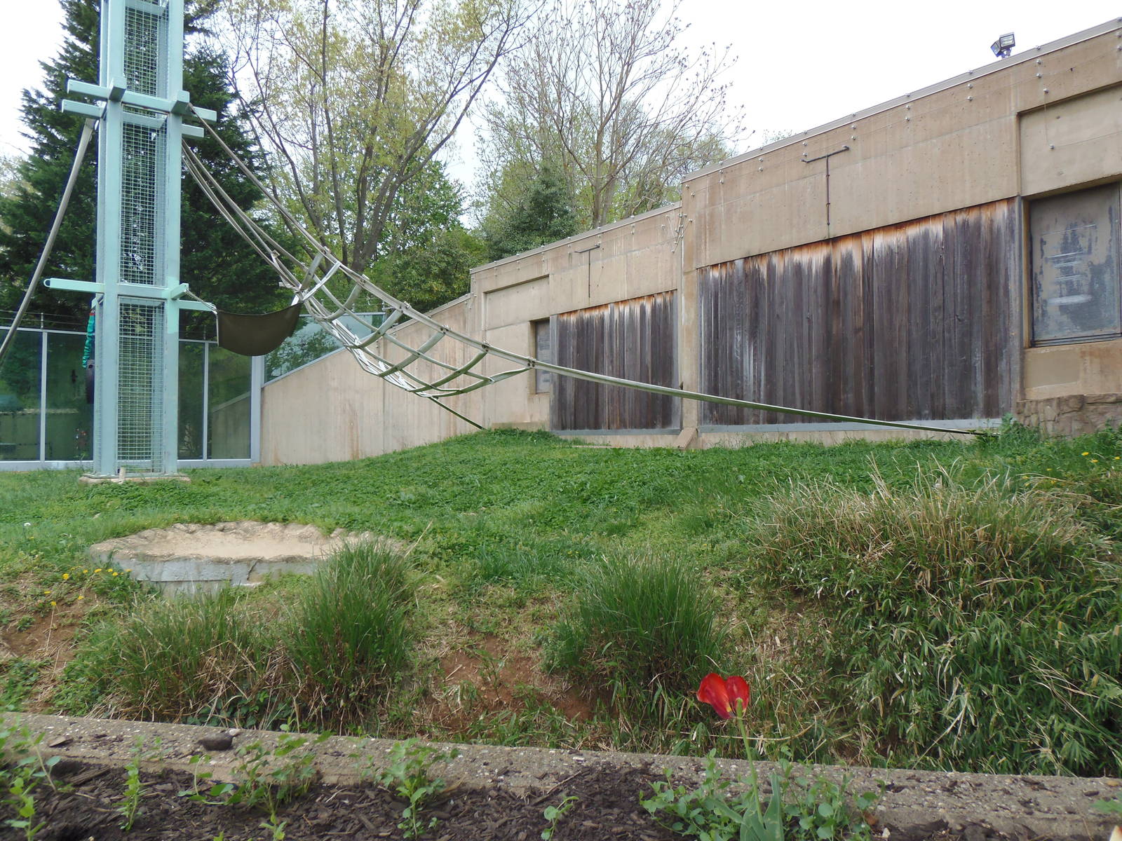 Great Apes- Outdoor Orangutan Exhibit