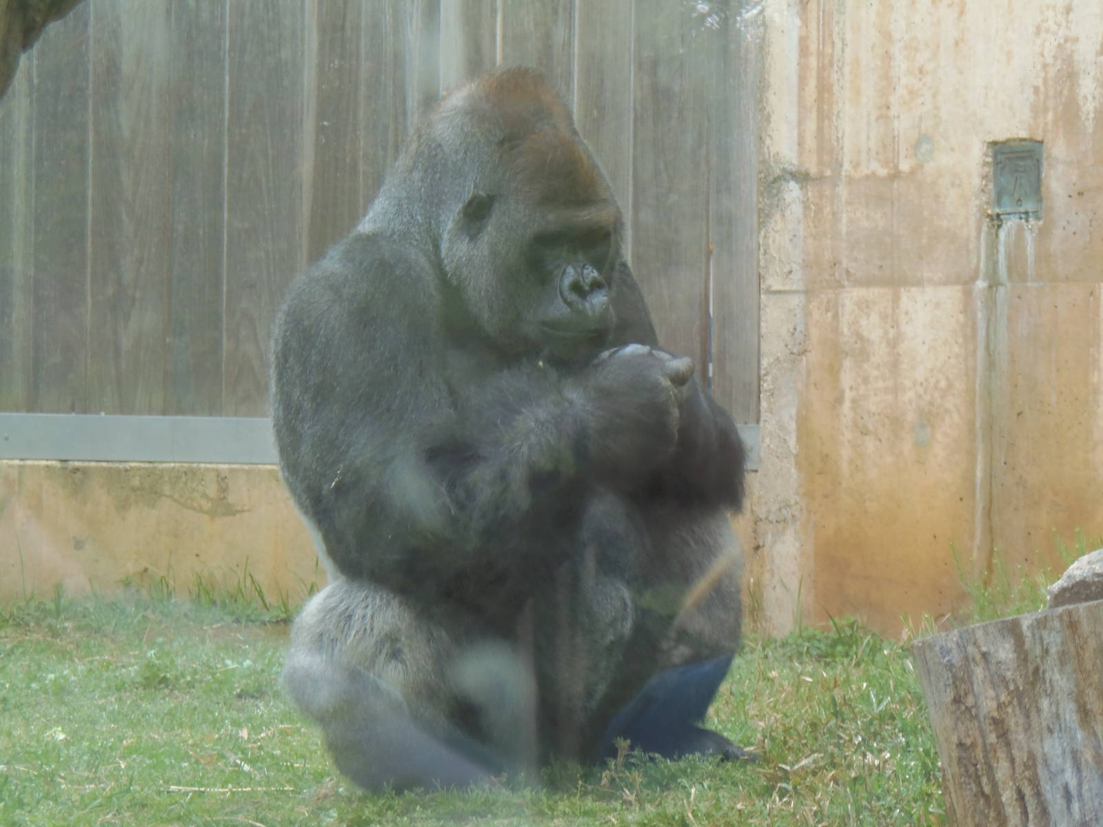 Great Apes- Silverback Gorilla