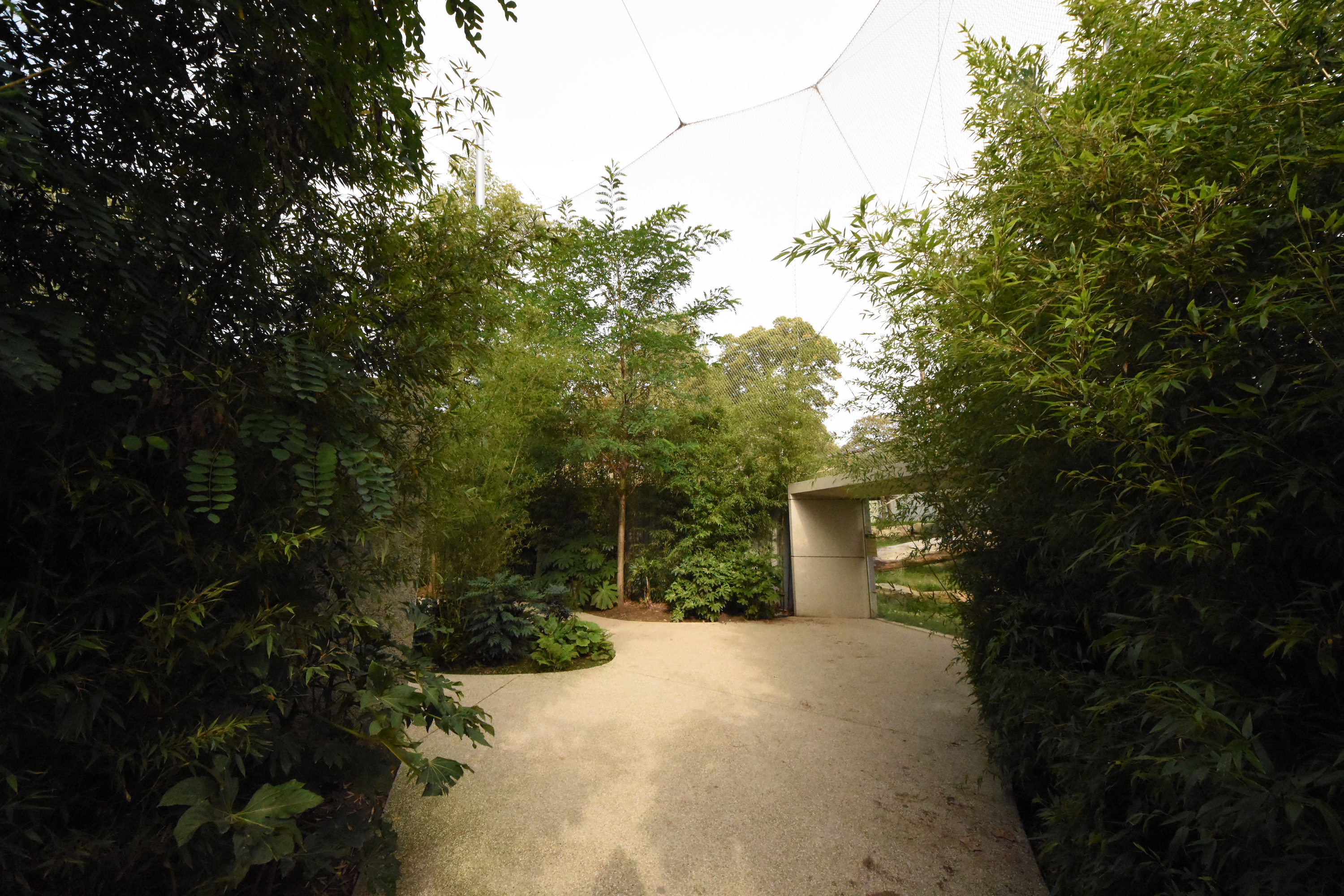 Great apes - visitor path