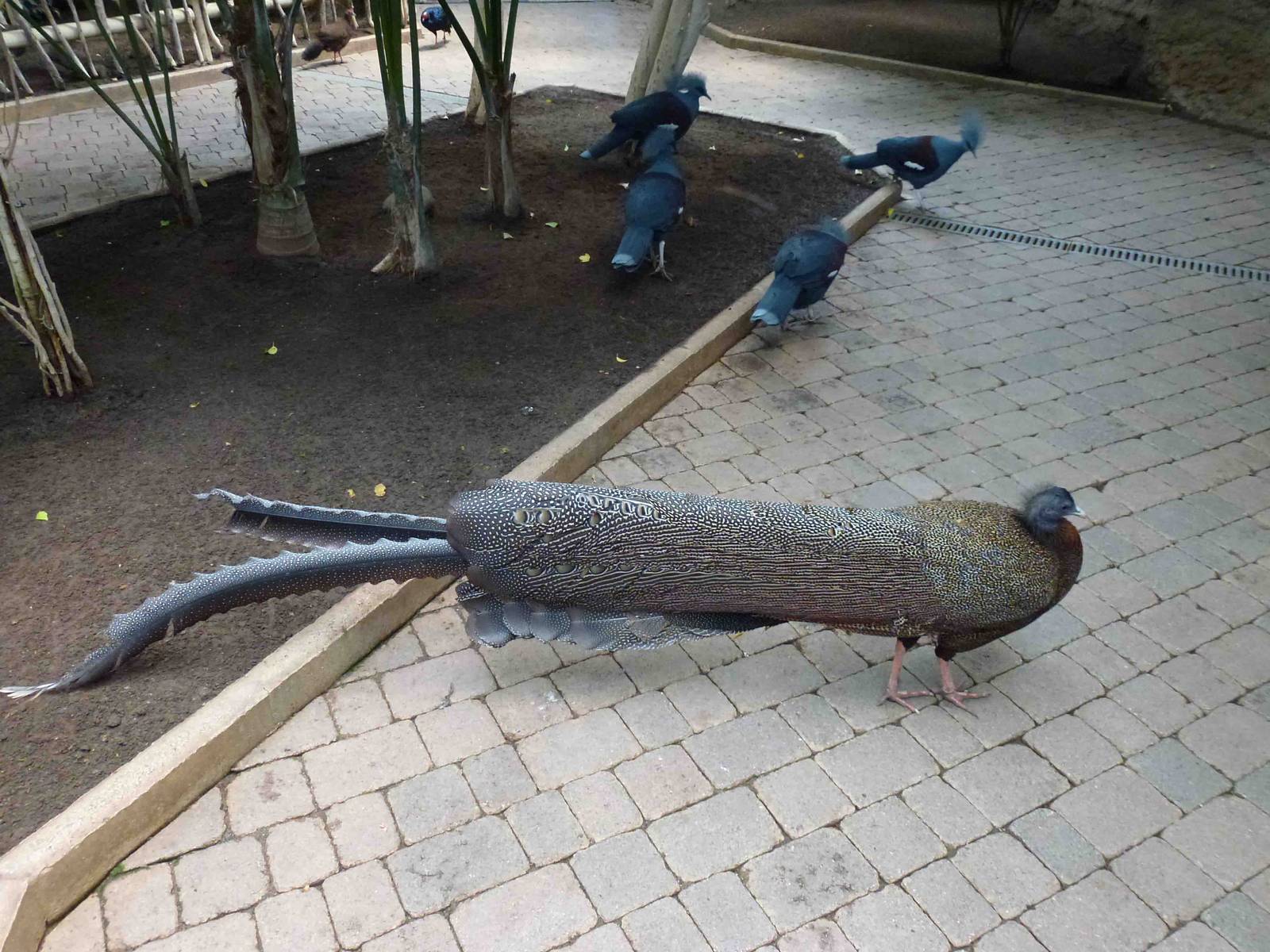 Great argus and crowned pigeons, July 2013.