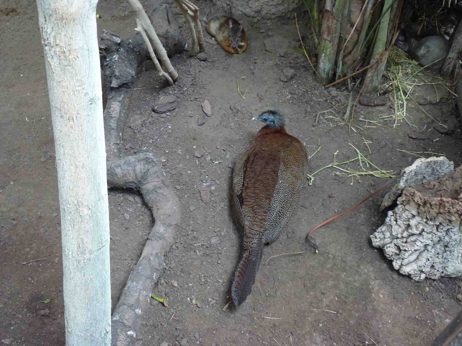 Great argus and mousedeer, July 2013.