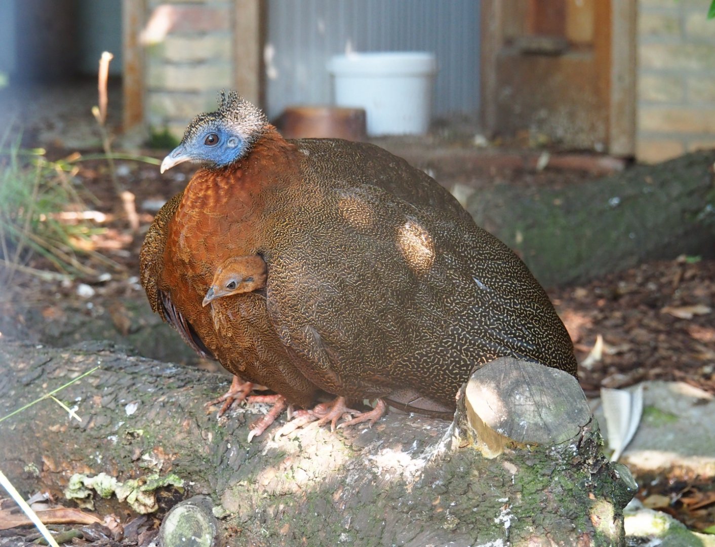 Great argus (Argusianus argus) hen with chick (Sep 2nd, 2018)