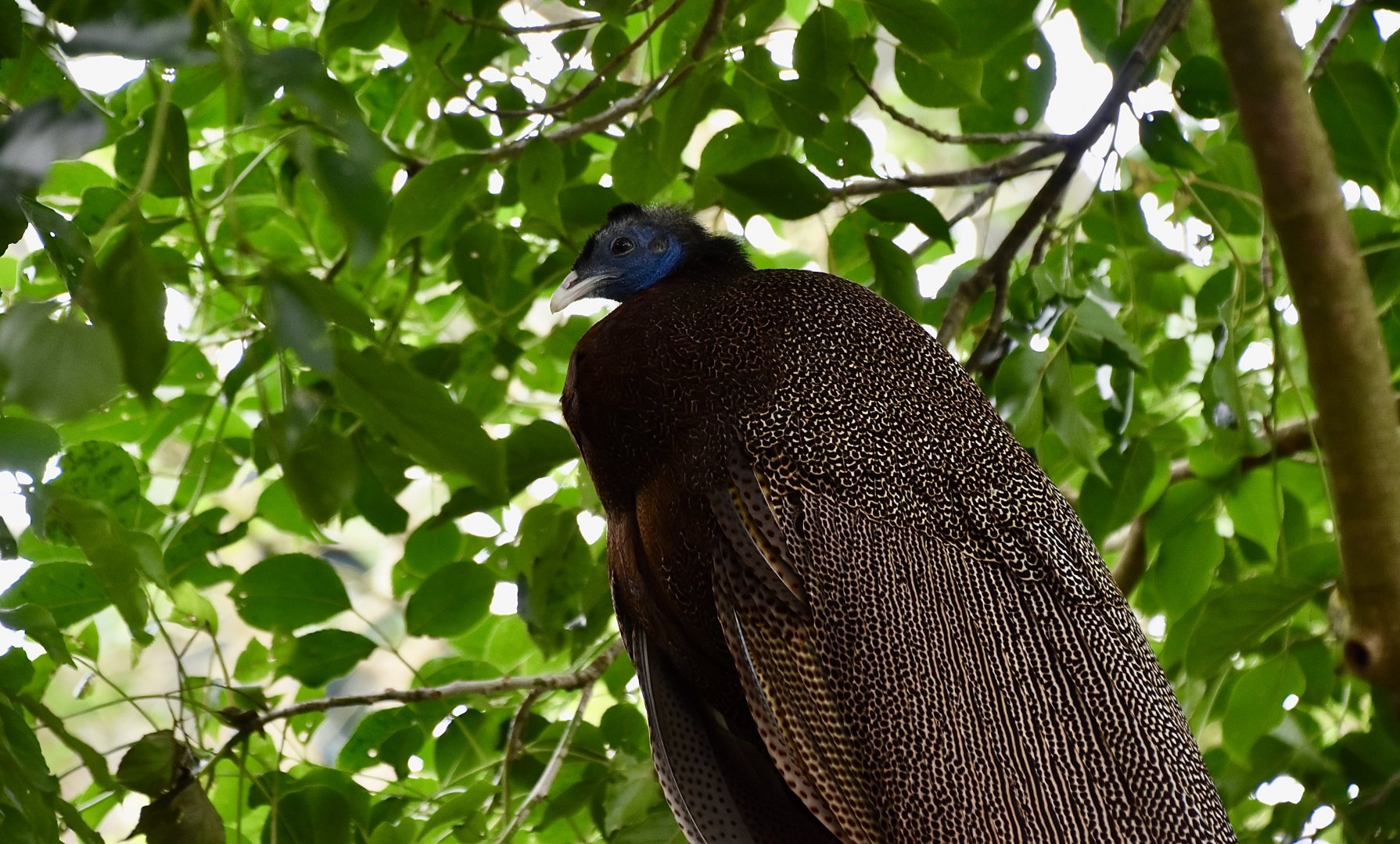 Great Argus (Argusianus argus) male