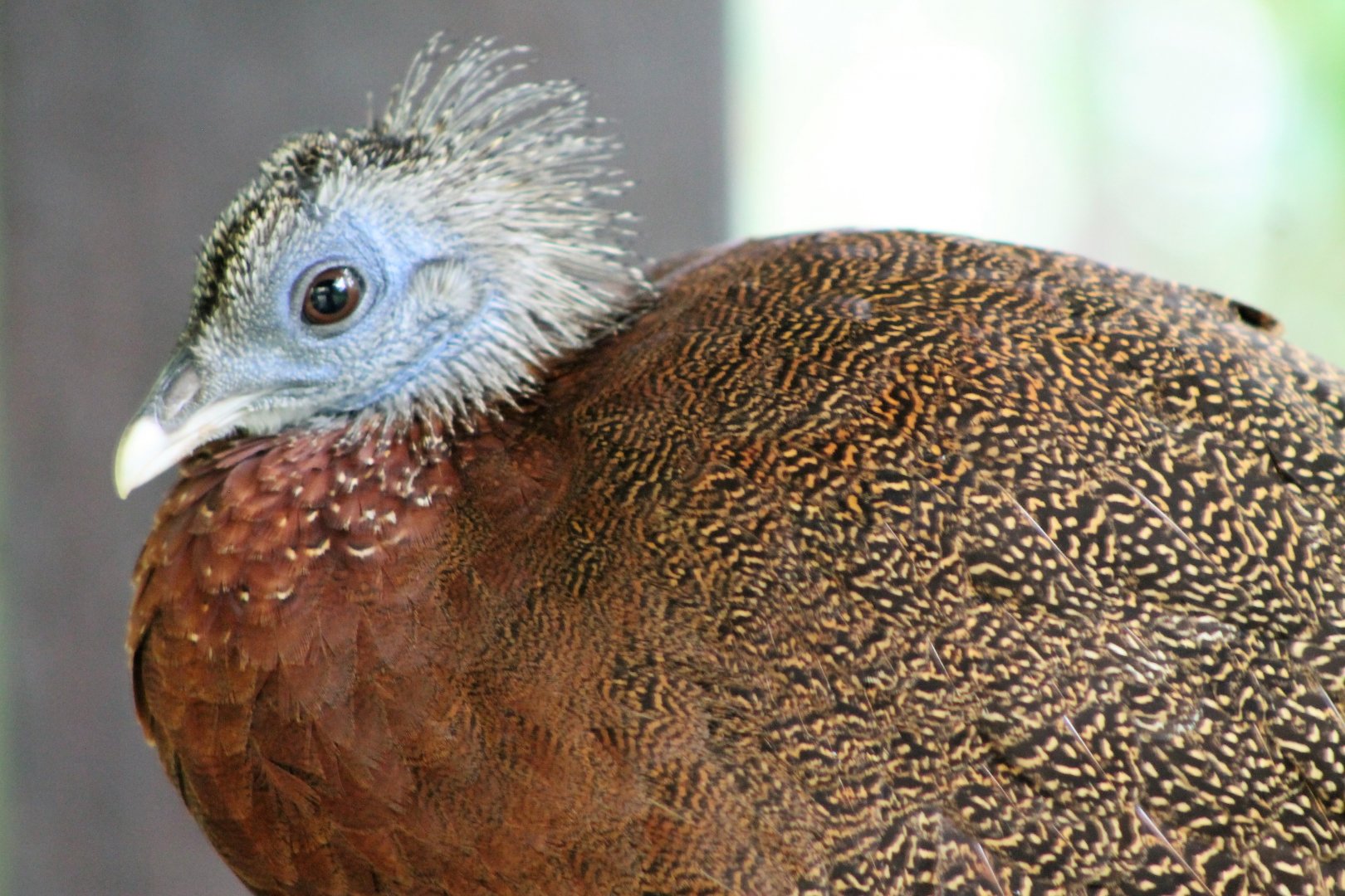 Great Argus (Argusianus argus)