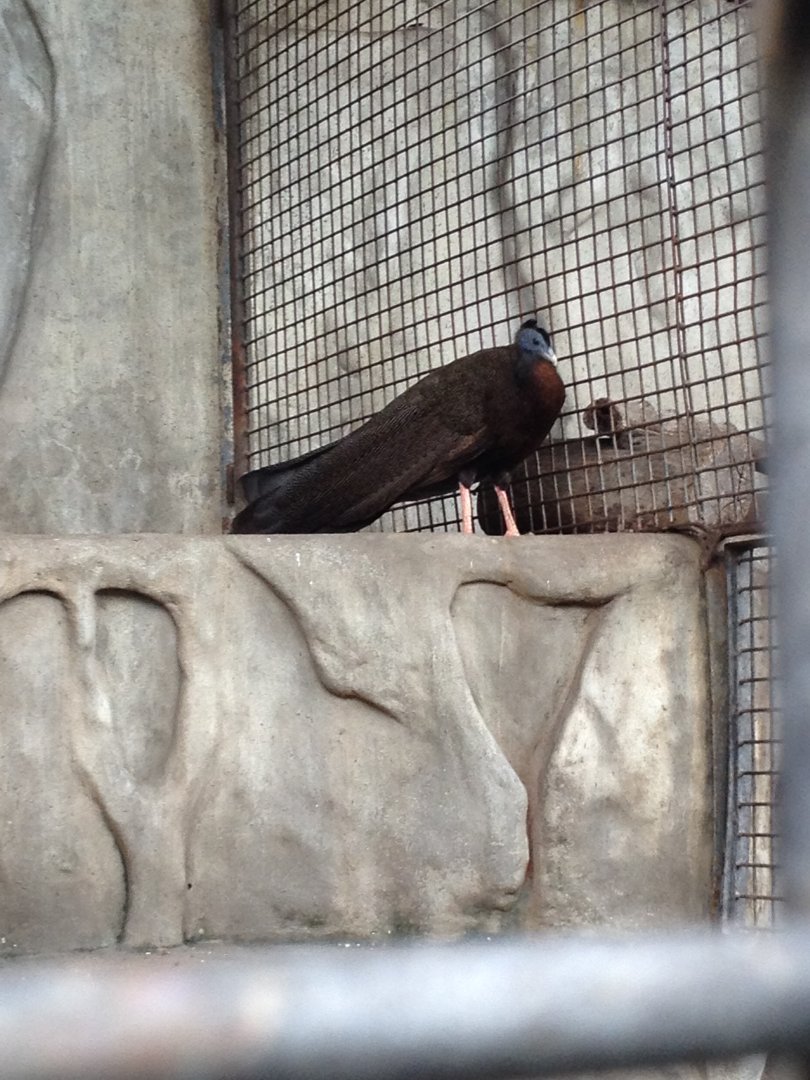 Great Argus (Argusianus argus)