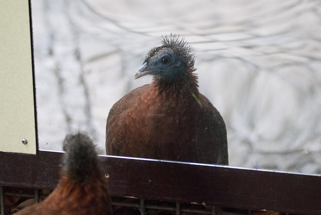 Great argus (Argusianus argus)