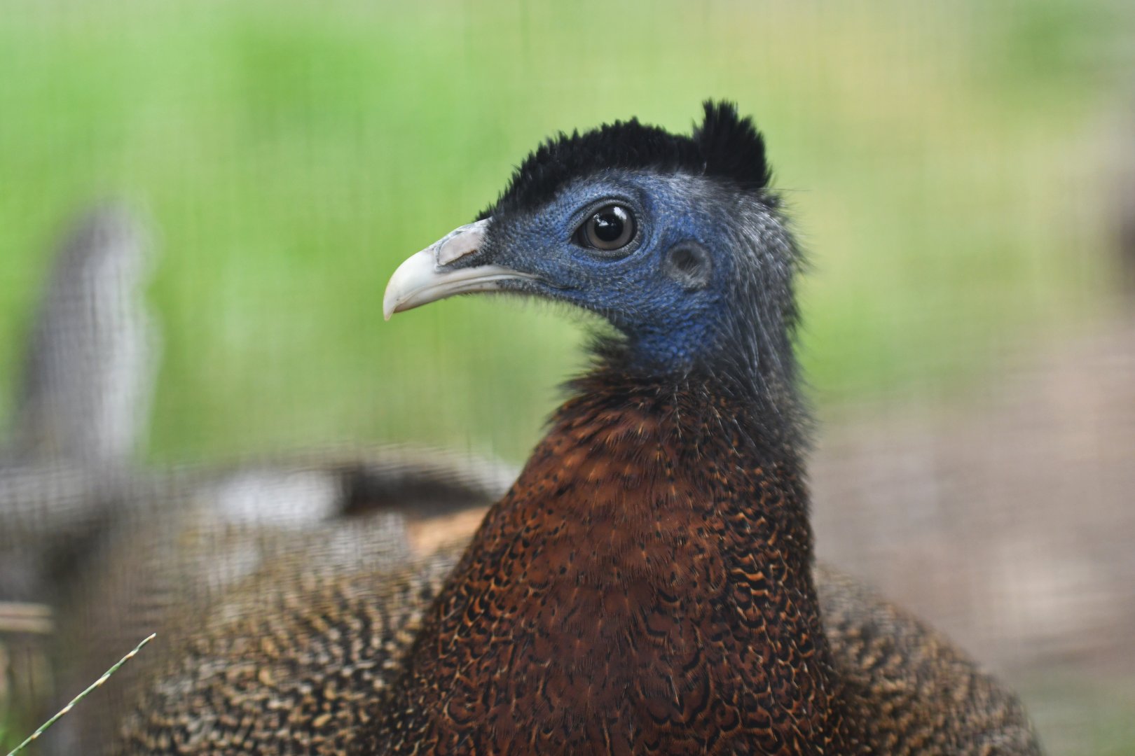 Great argus (Argusianus argus)