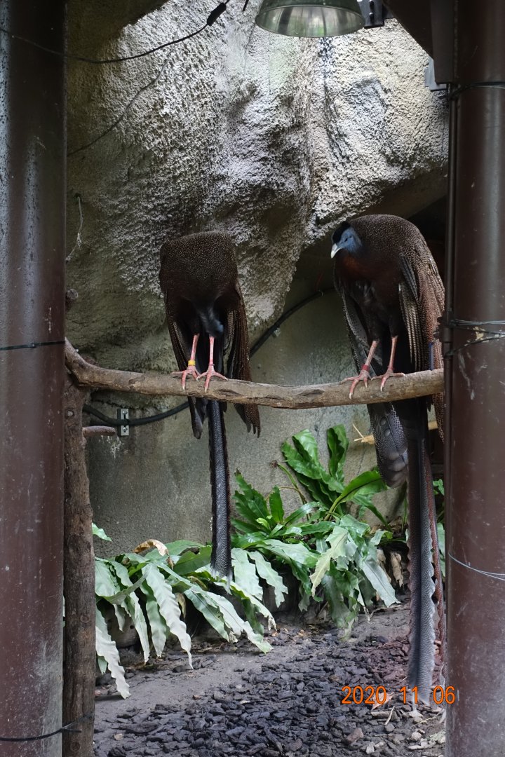 Great Argus (Argusianus argus)