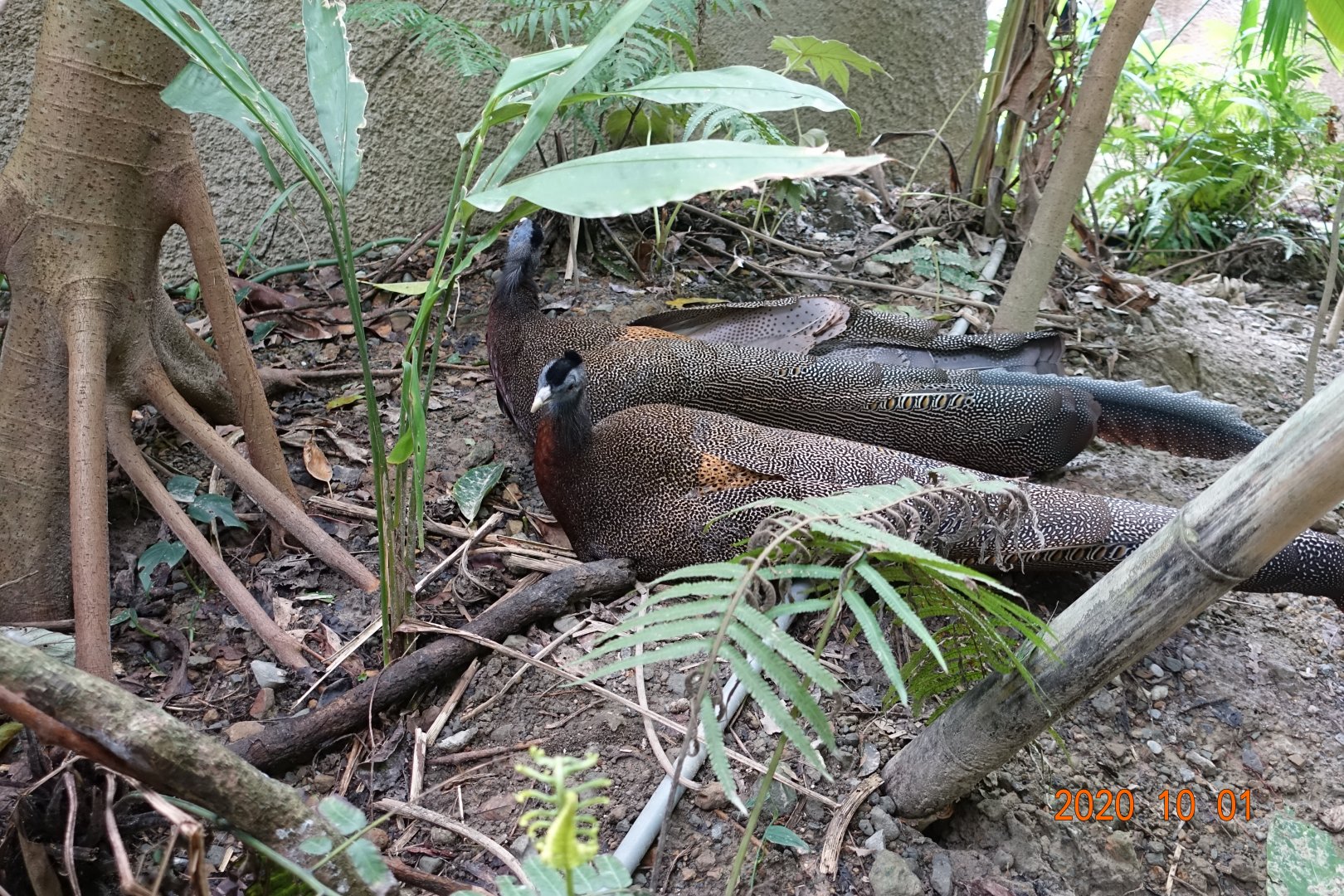 Great Argus (Argusianus argus)