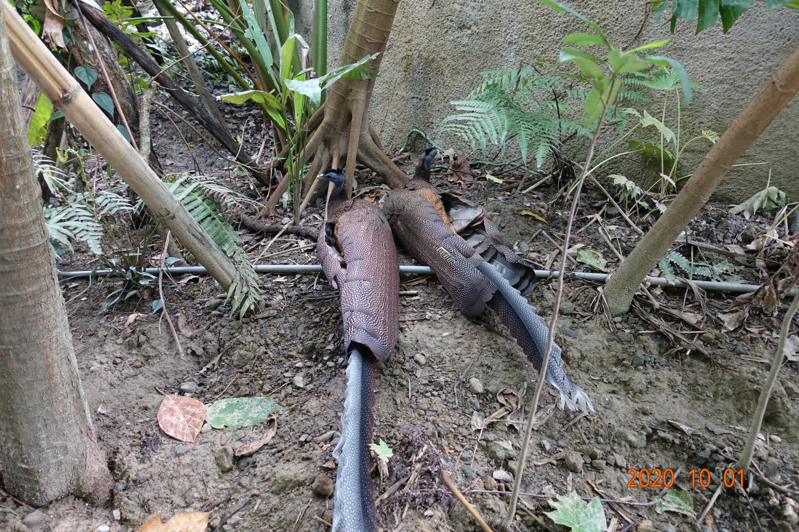 Great Argus (Argusianus argus)