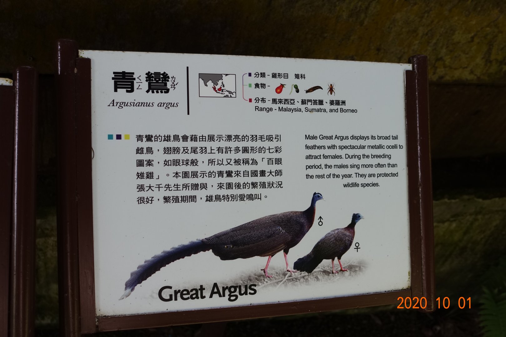 Great Argus (Argusianus argus)