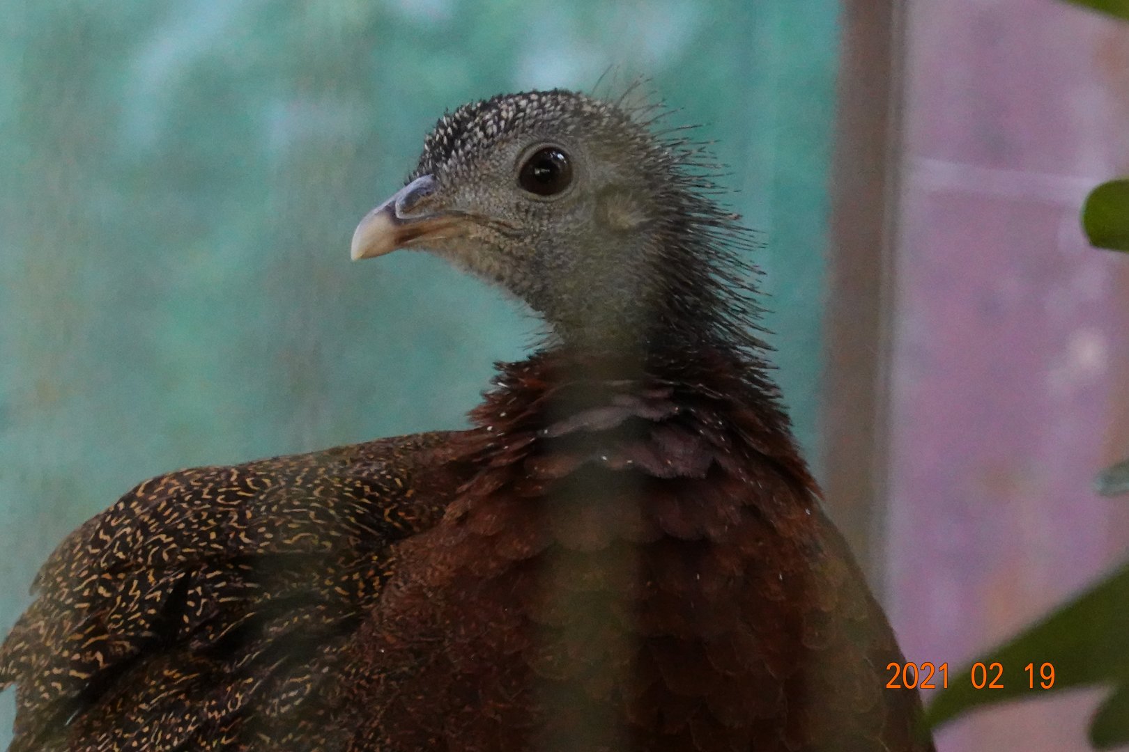 Great Argus (Argusianus argus)