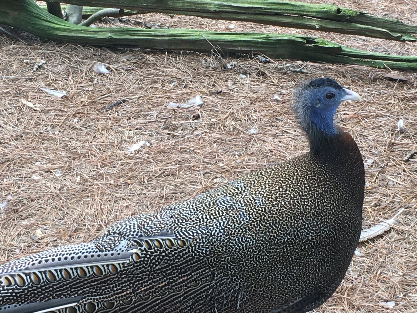 Great Argus (Argusianus argus)