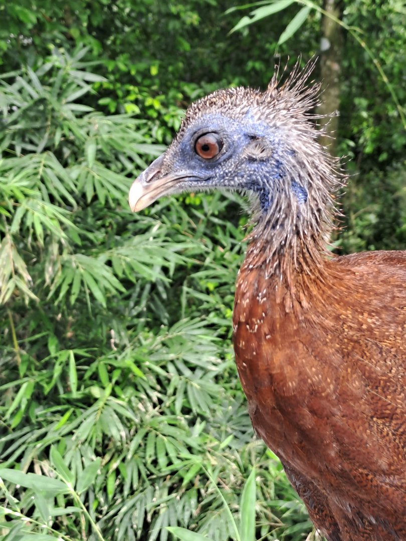 Great Argus (Argusianus argus)