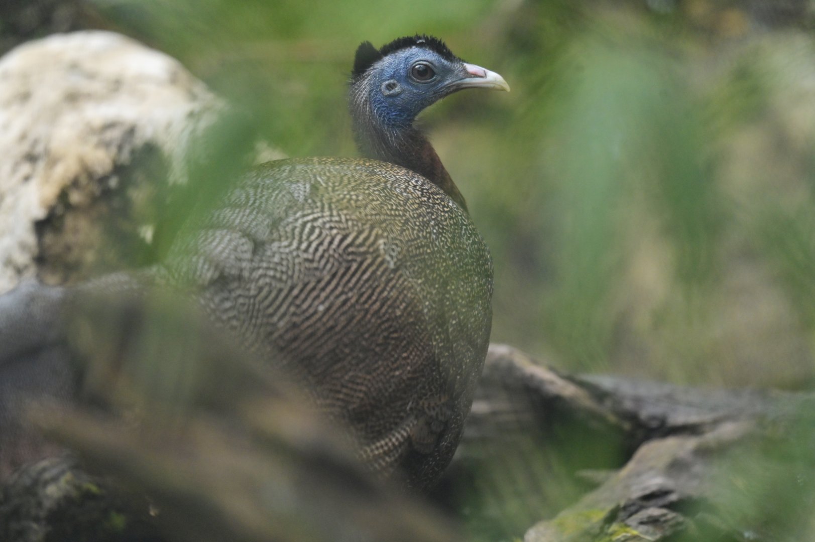 Great Argus Argusianus argus