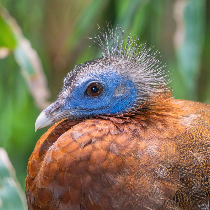 Great Argus (Argusianus Argus)