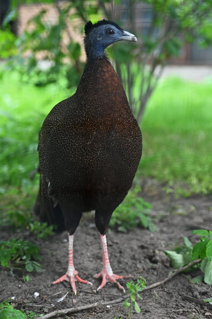 Great Argus Argusianus argus